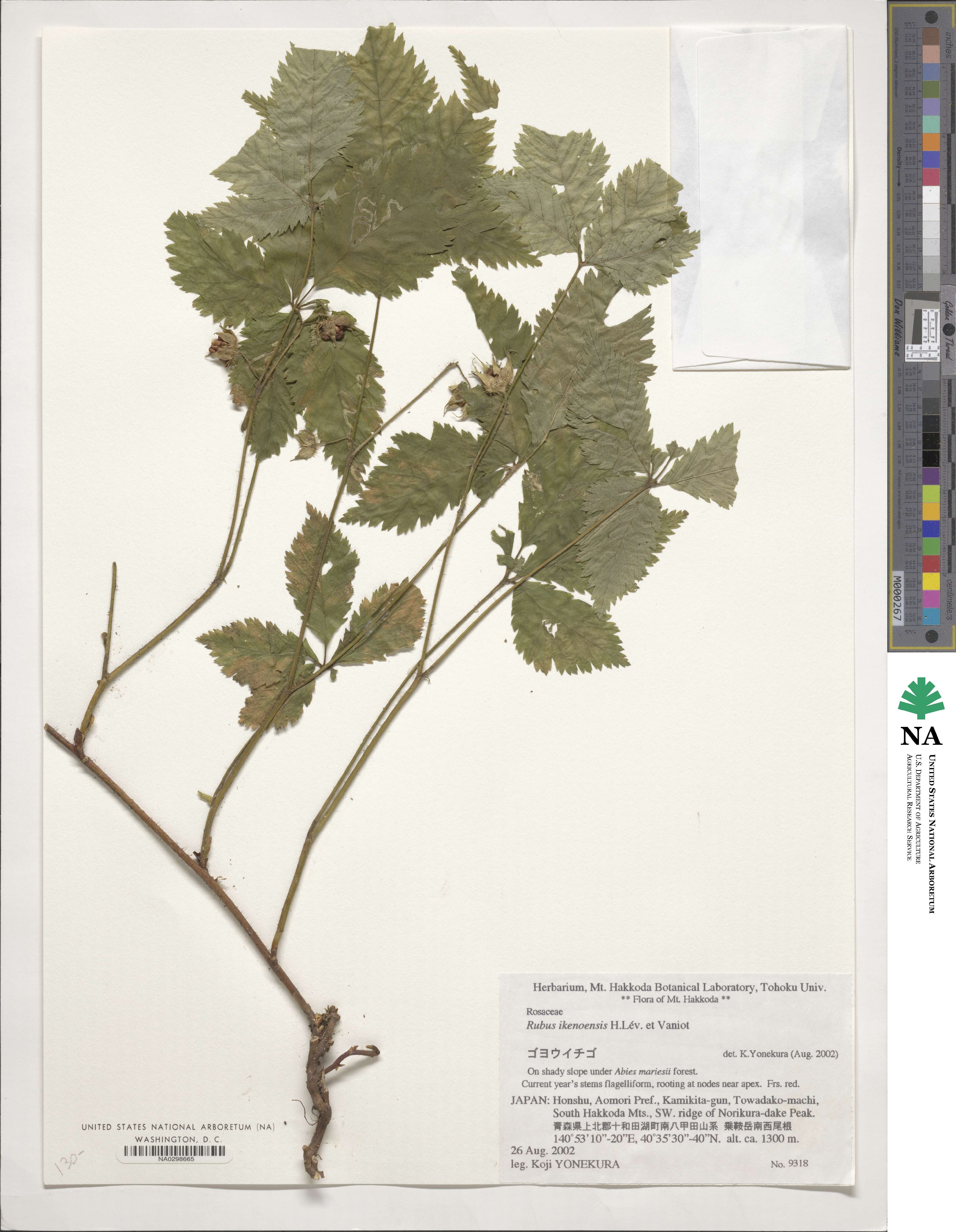 Rubus idaeus subsp. melanolasius image