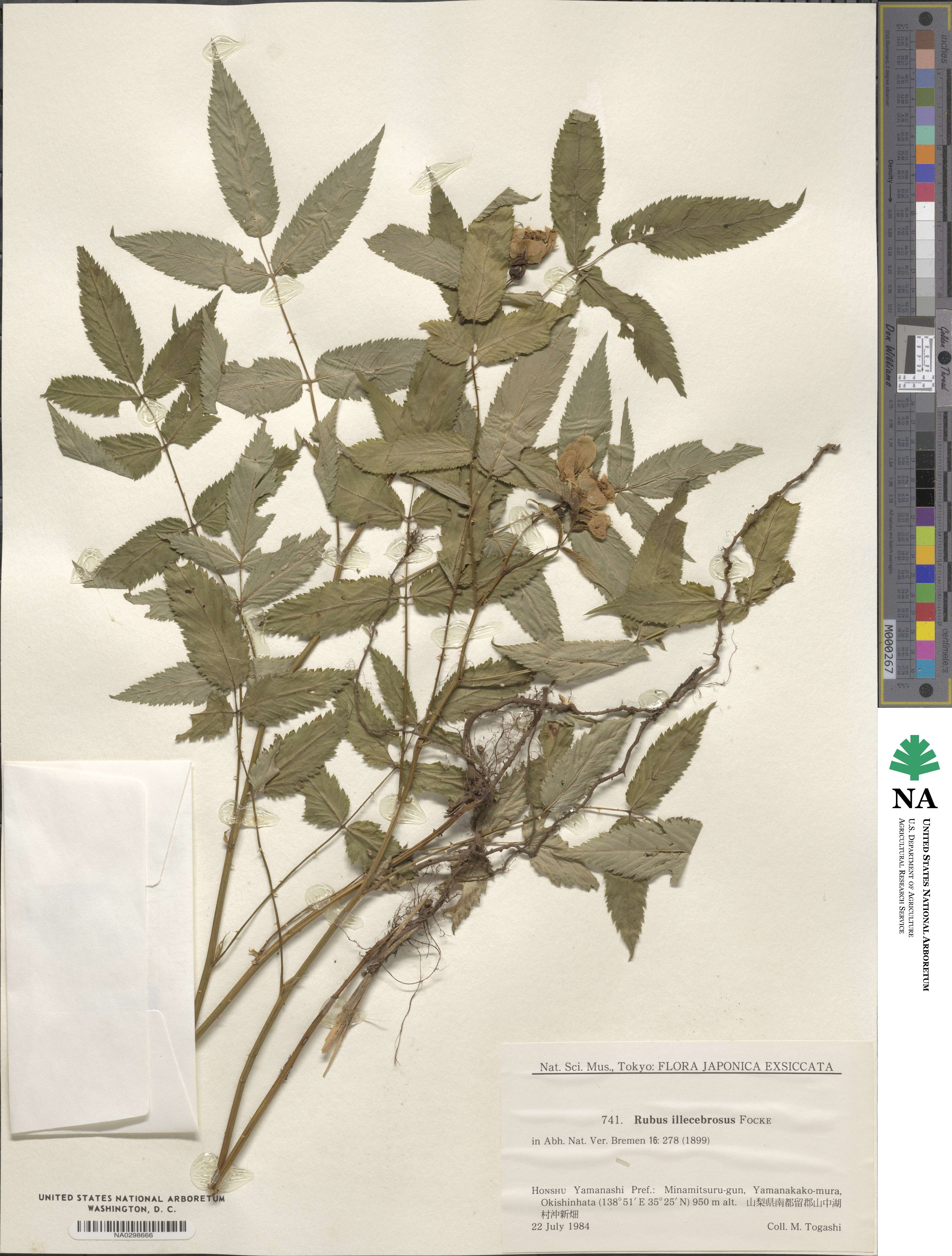 Rubus illecebrosus image