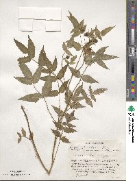 Rubus illecebrosus image