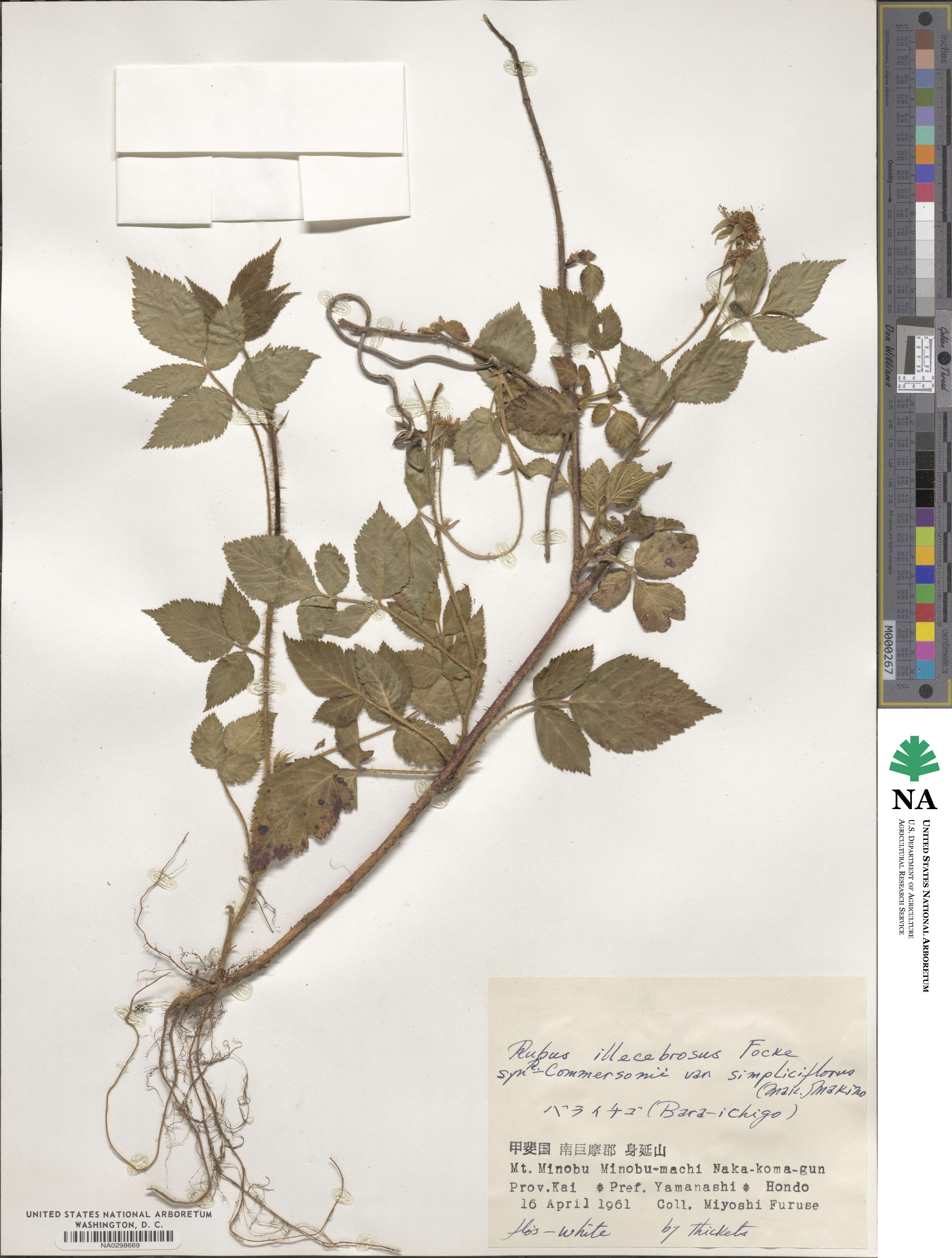 Rubus illecebrosus image