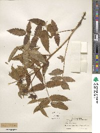 Rubus illecebrosus image