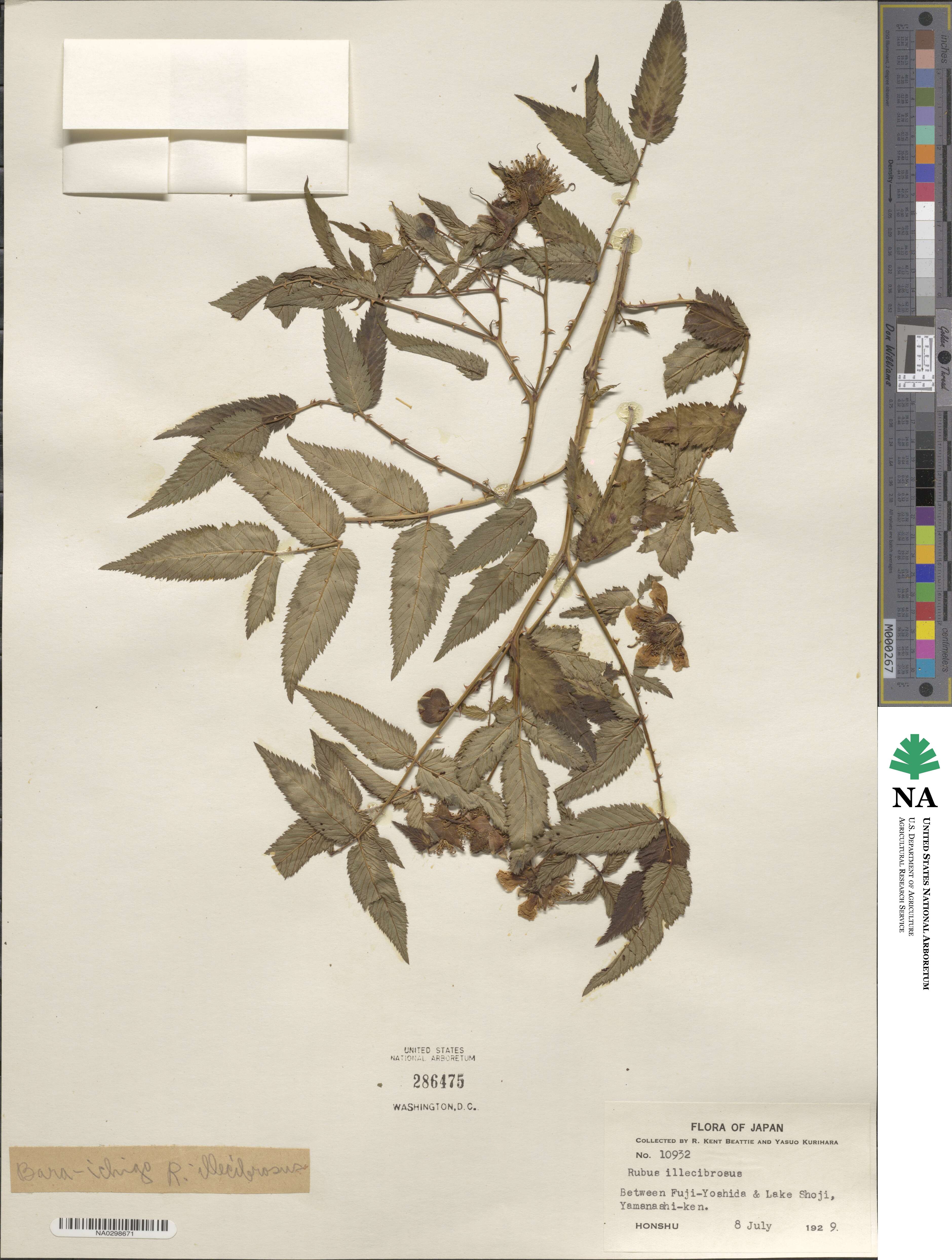 Rubus illecebrosus image