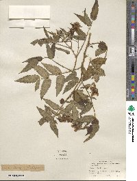 Rubus illecebrosus image