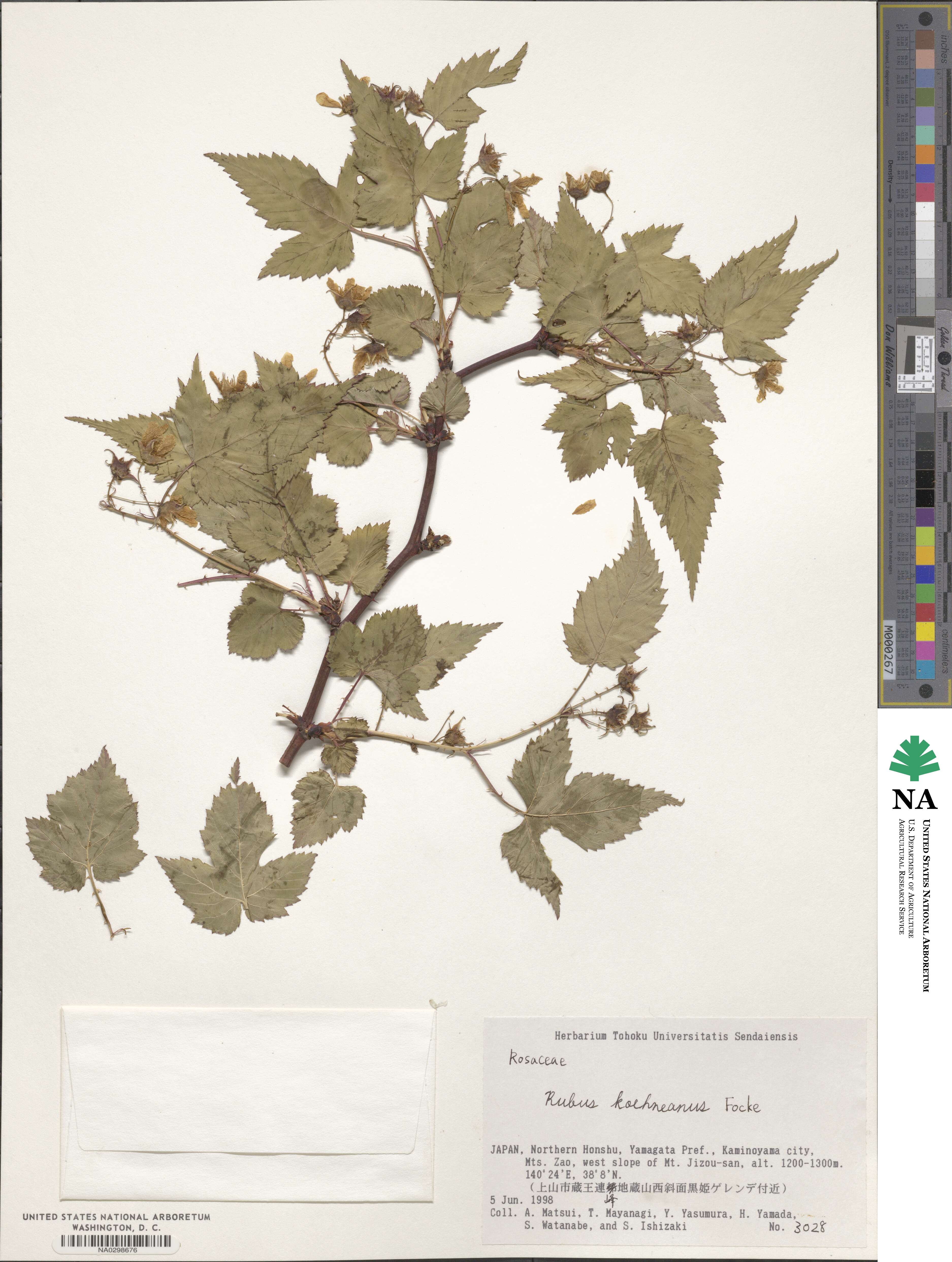 Rubus subcrataegifolius image