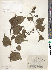 Rubus lambertianus image