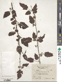 Rubus lambertianus image