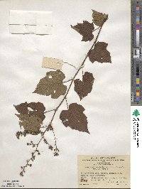 Rubus lambertianus image