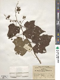 Rubus lambertianus image