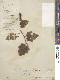 Rubus lambertianus image