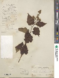 Rubus lambertianus image