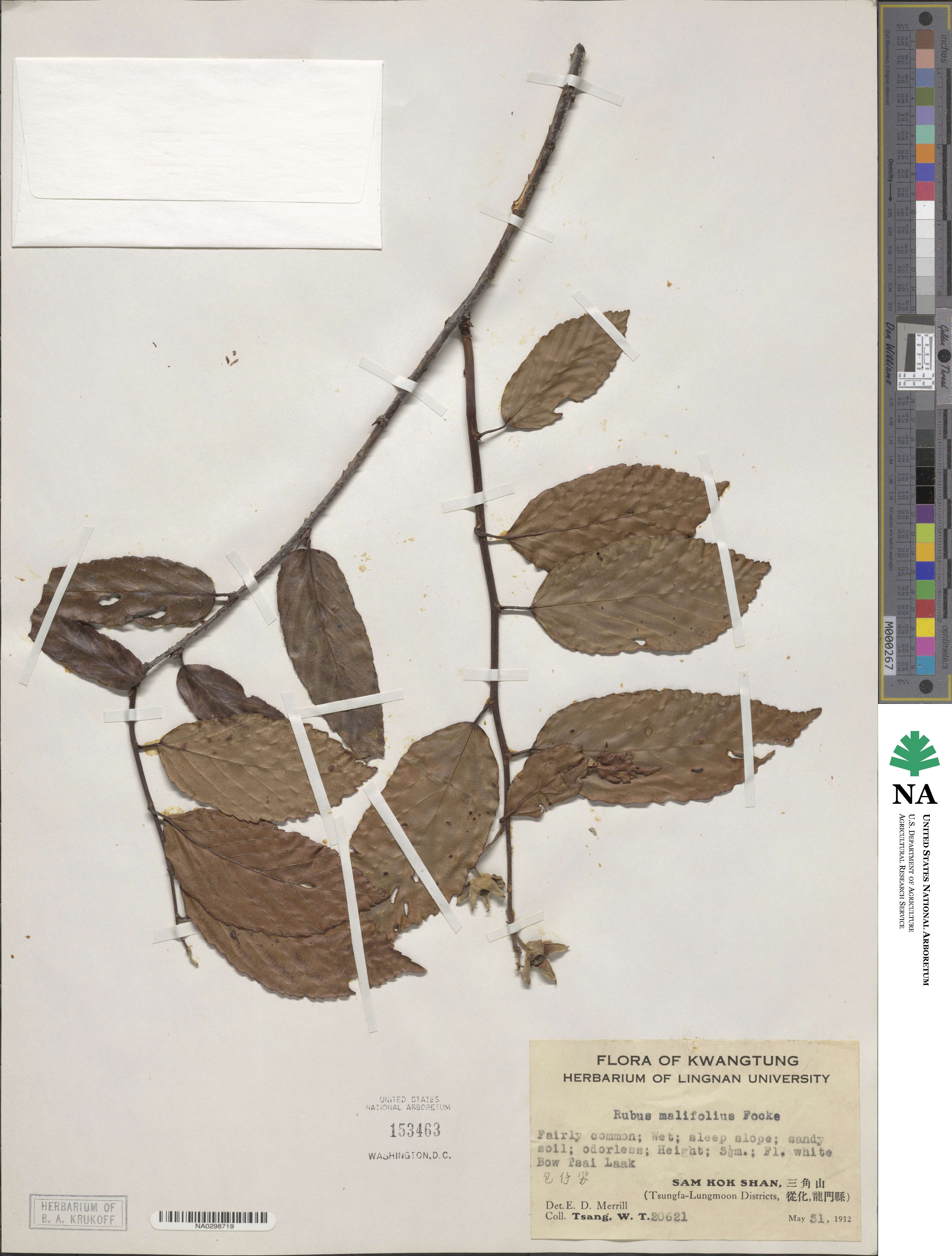 Rubus malifolius image