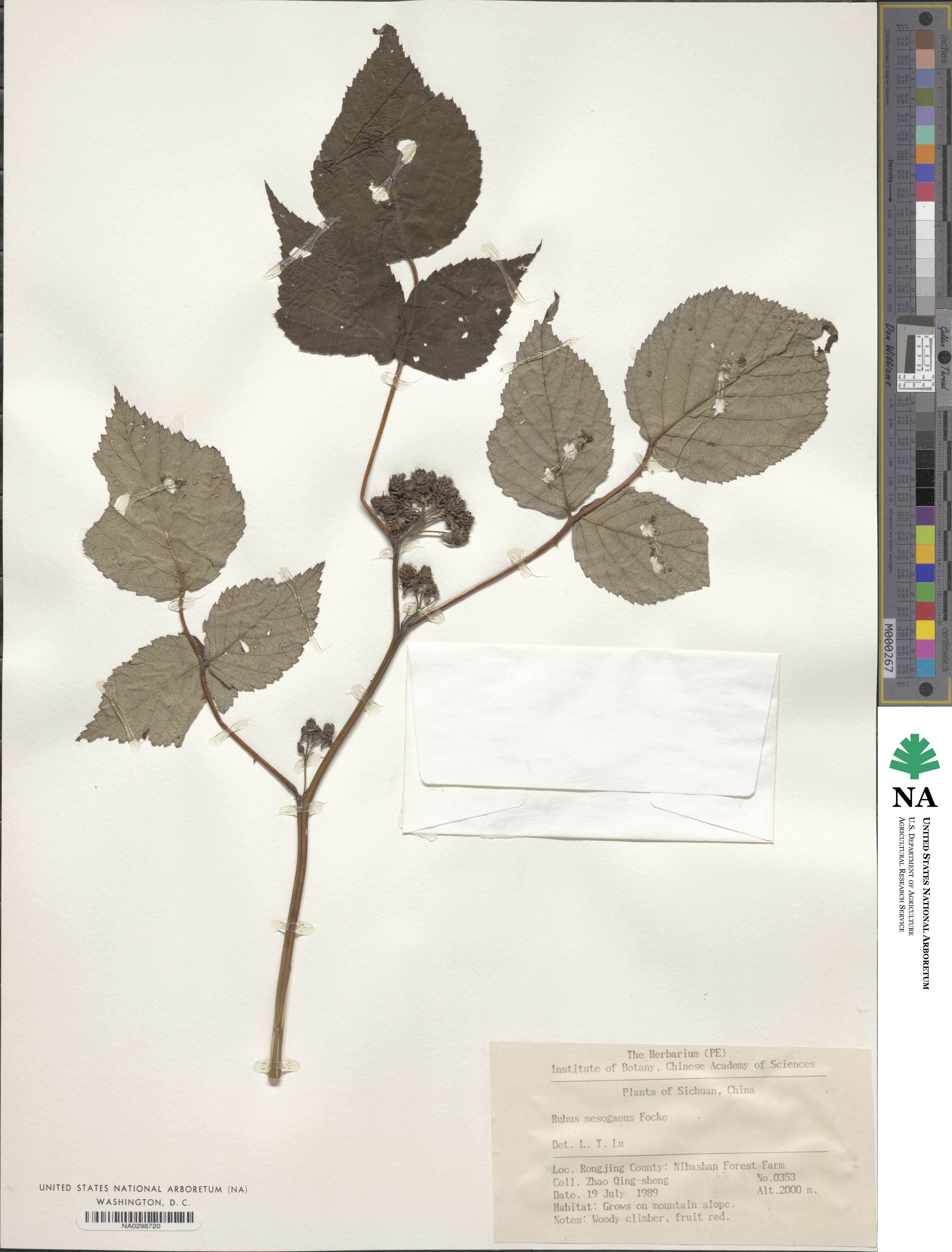 Rubus mesogaeus image