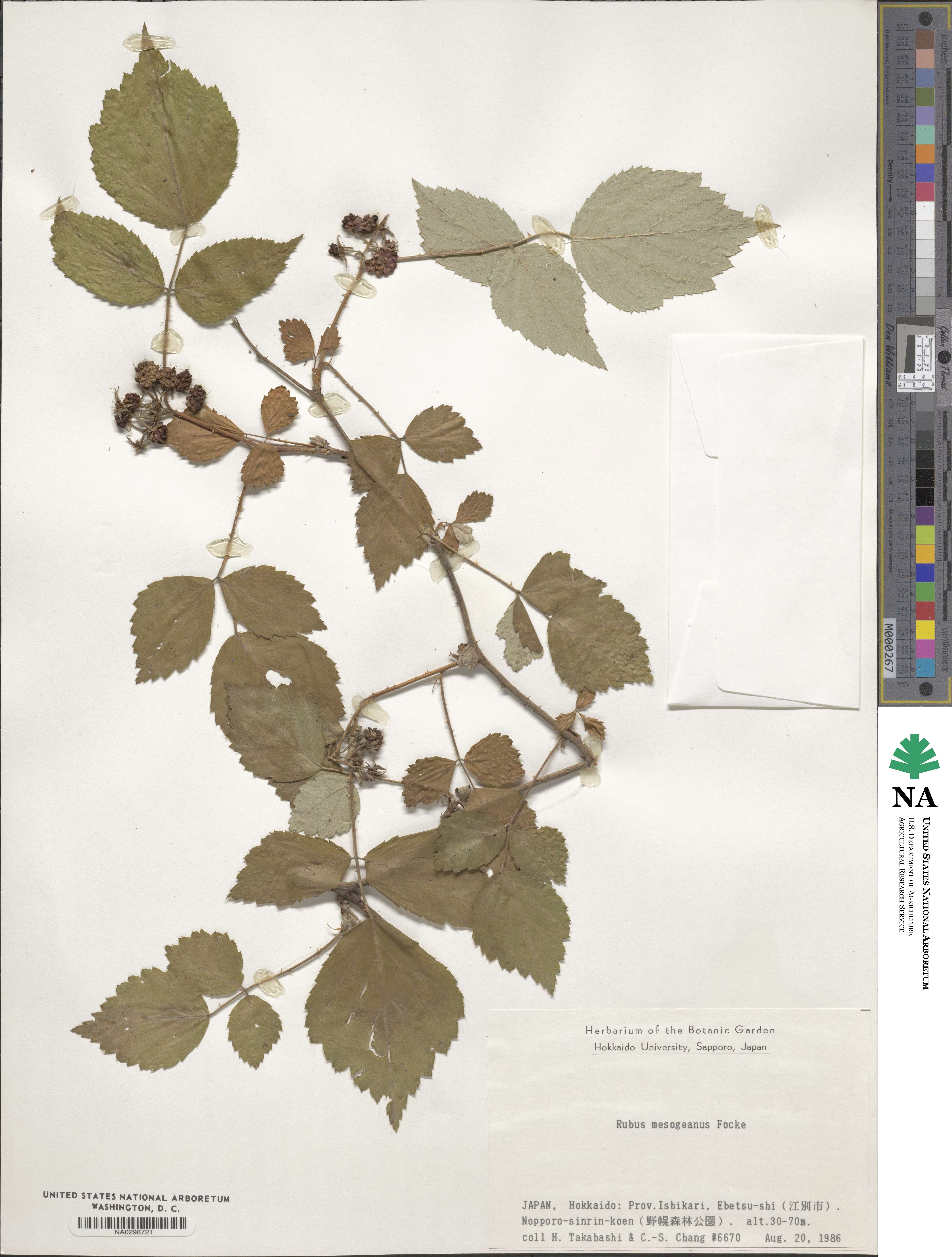 Rubus mesogaeus image