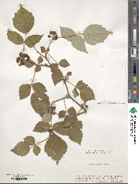 Rubus mesogaeus image