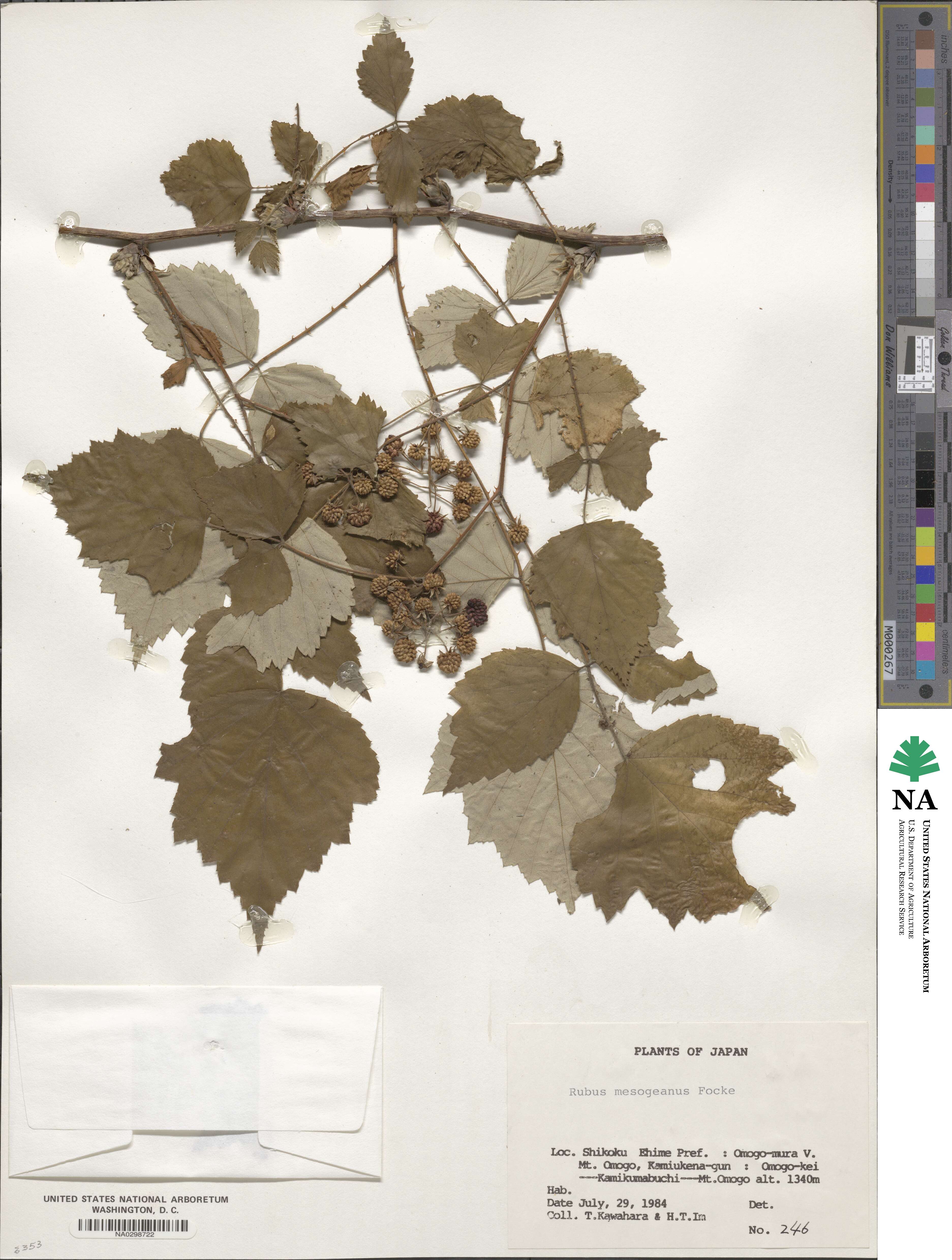 Rubus mesogaeus image