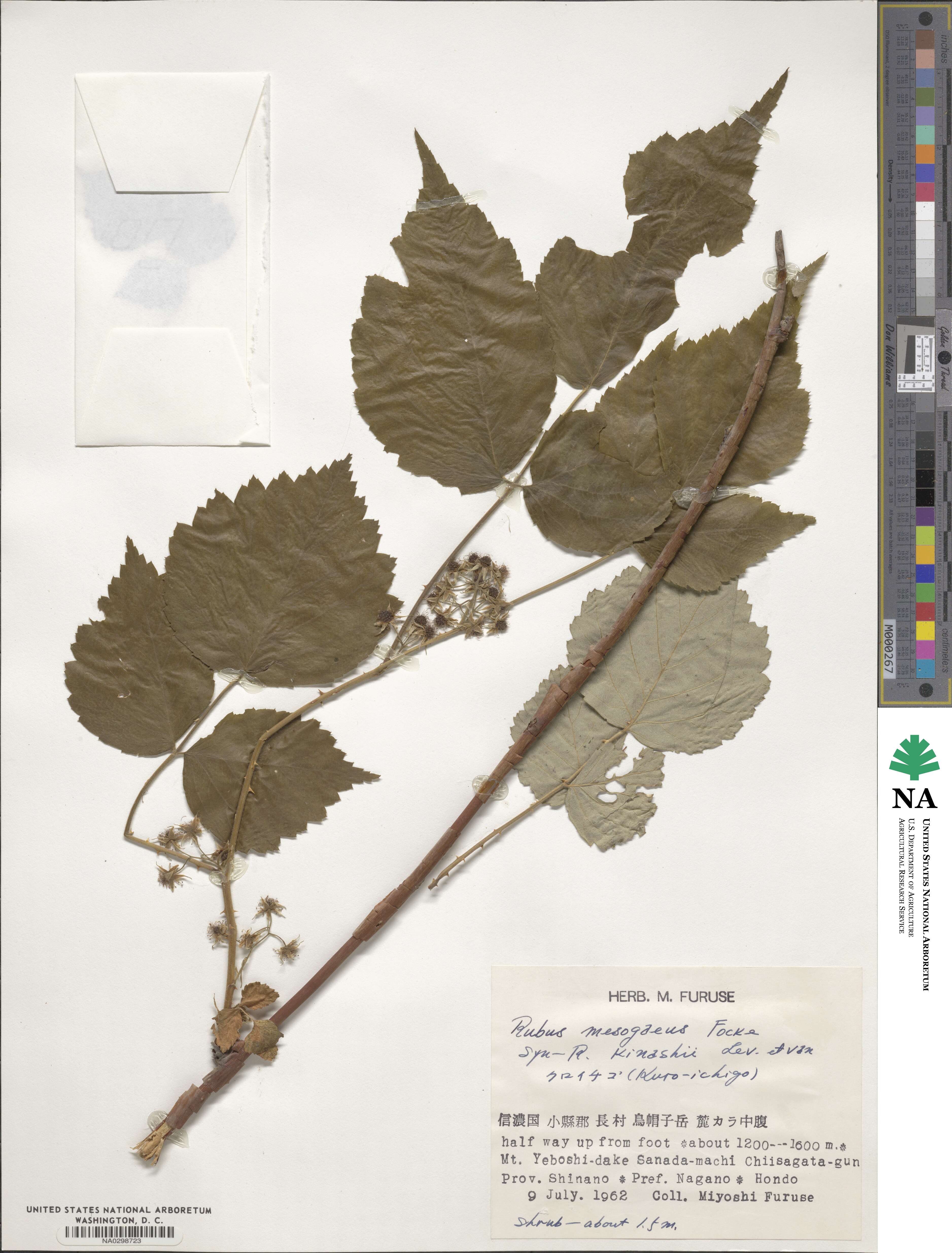 Rubus mesogaeus image