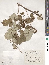 Rubus mesogaeus image