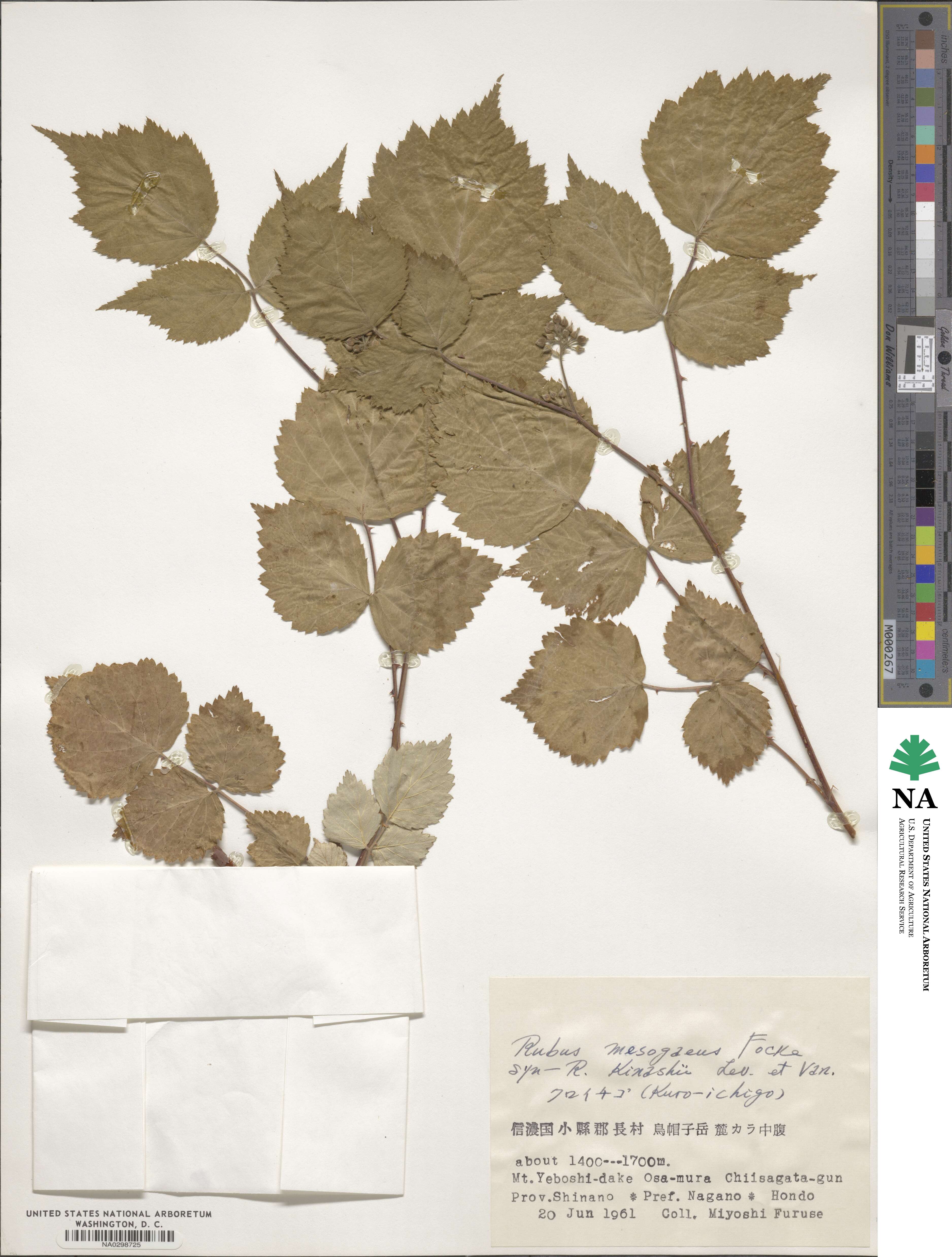 Rubus mesogaeus image