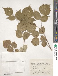 Rubus mesogaeus image