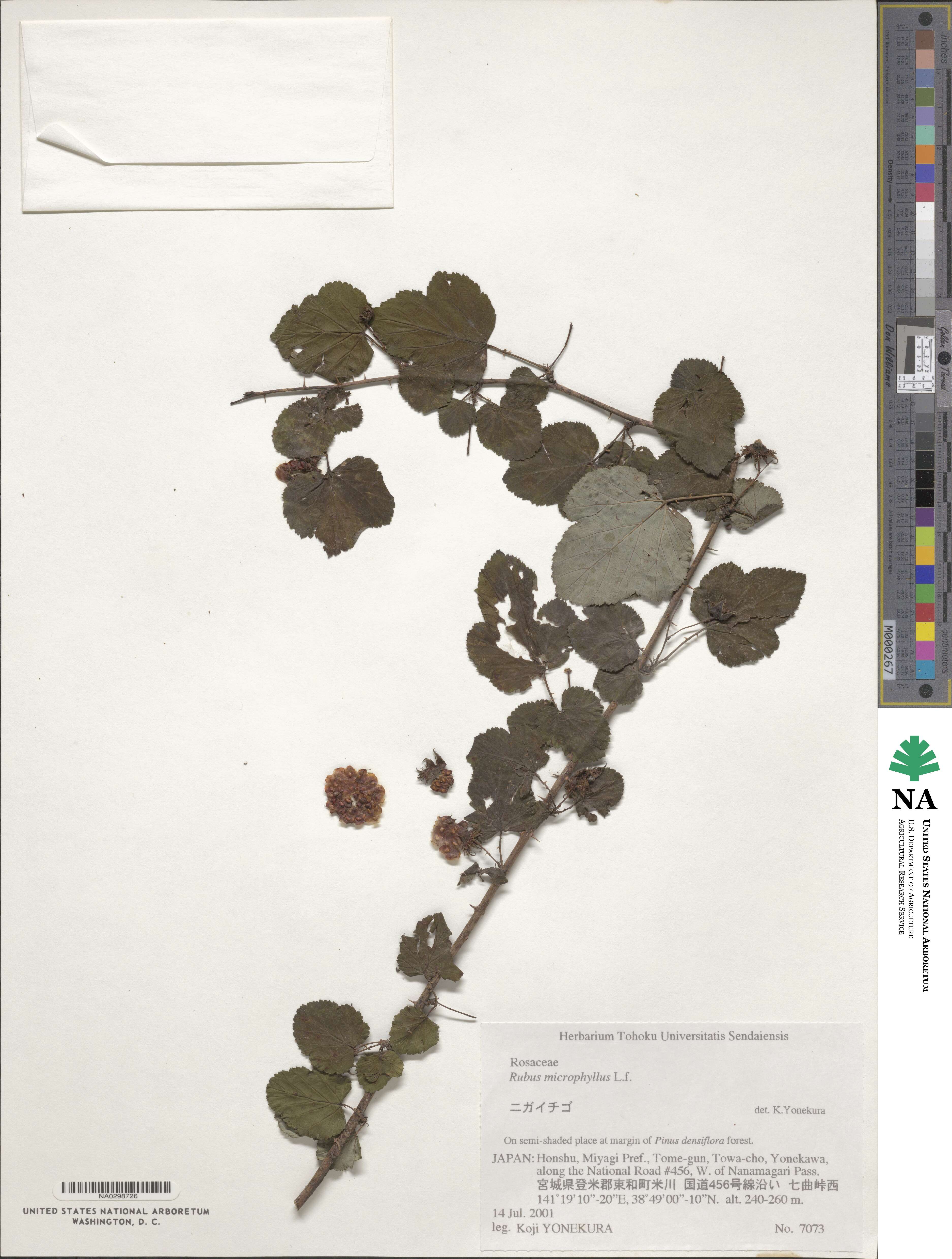 Rubus microphyllus image