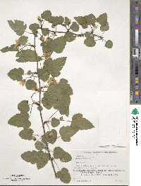 Rubus microphyllus image