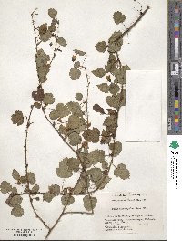 Rubus microphyllus image