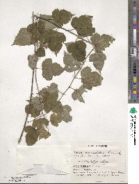 Rubus microphyllus image