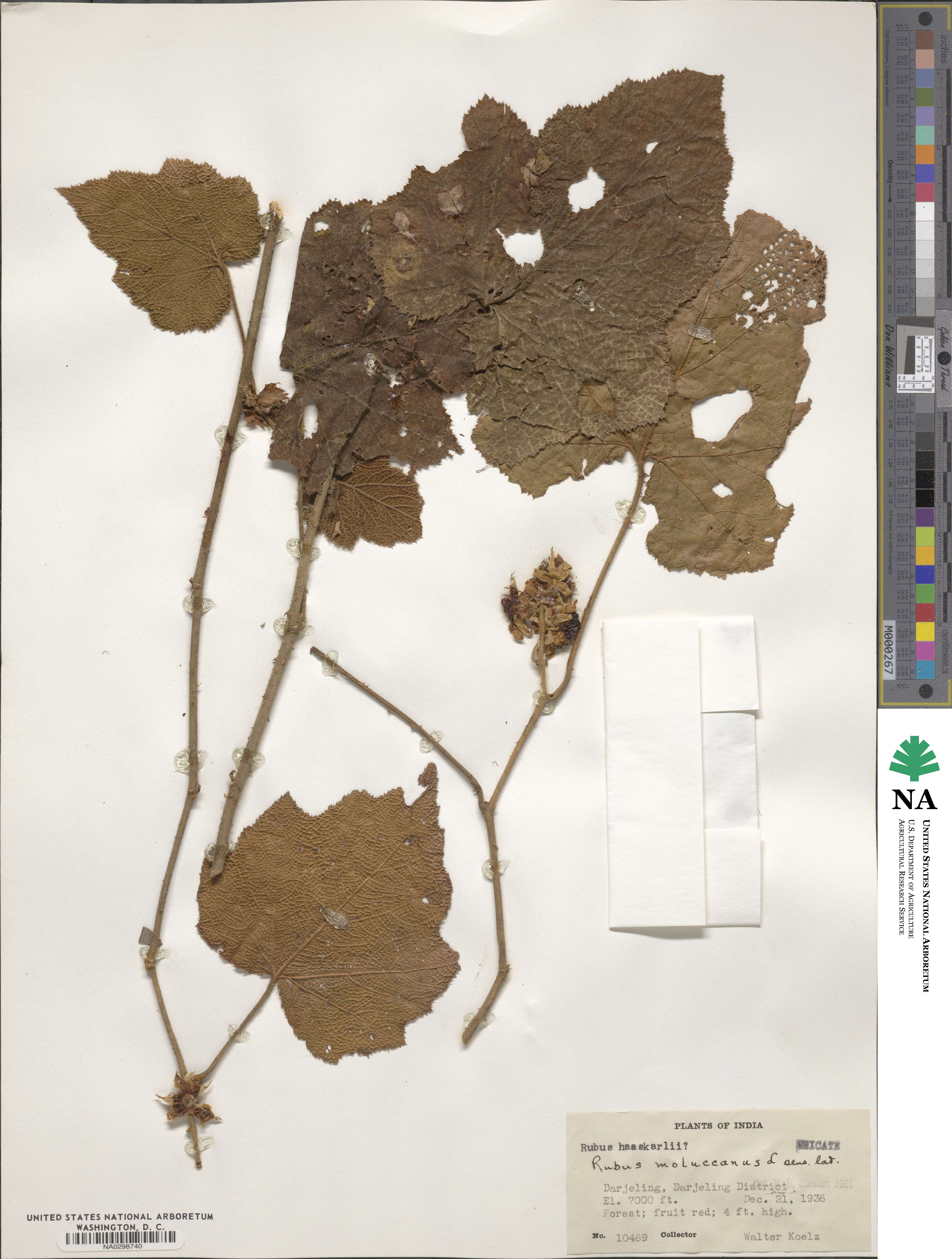 Rubus moluccanus image