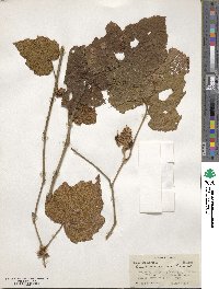 Rubus moluccanus image