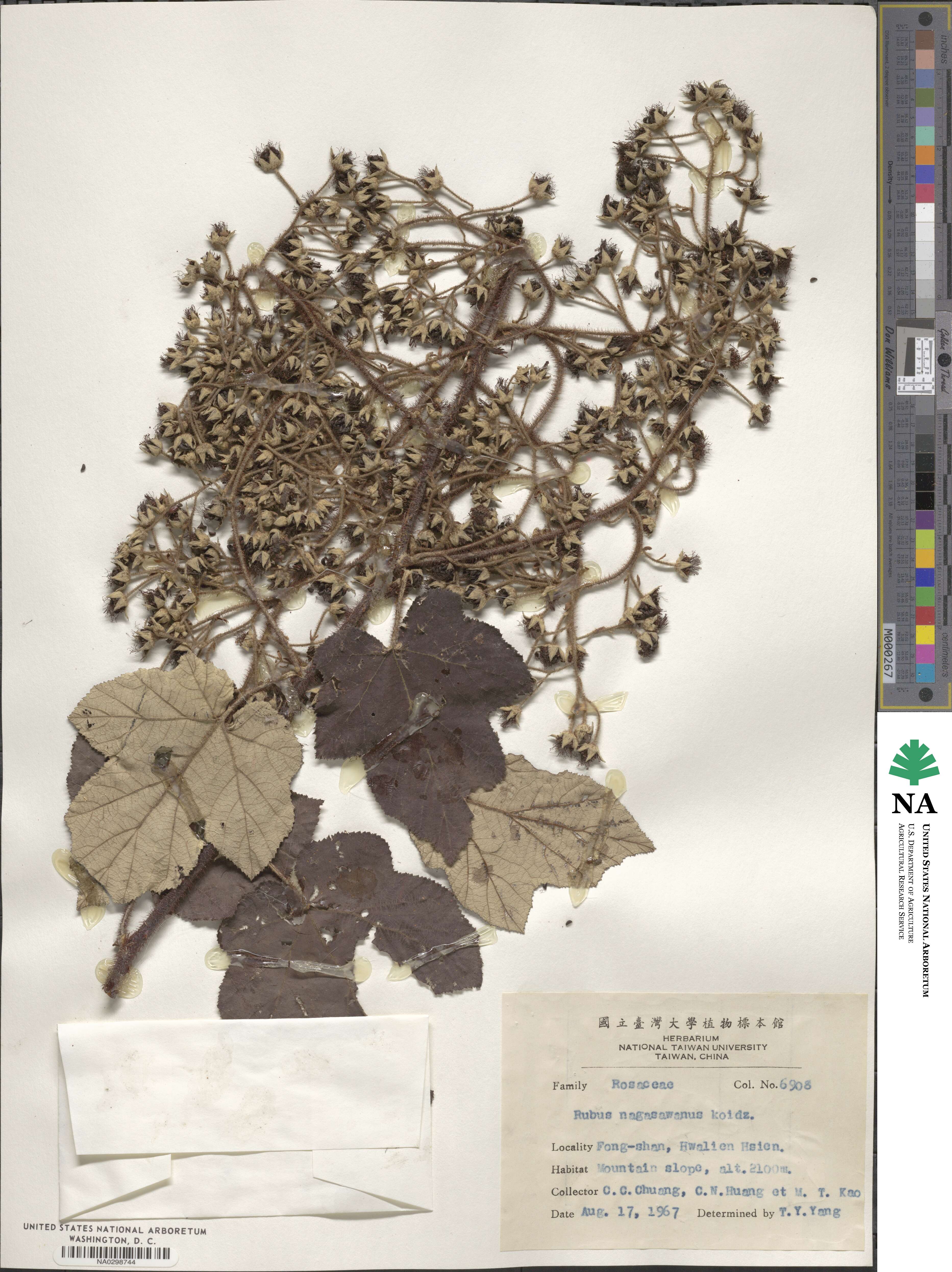 Rubus nagasawanus image