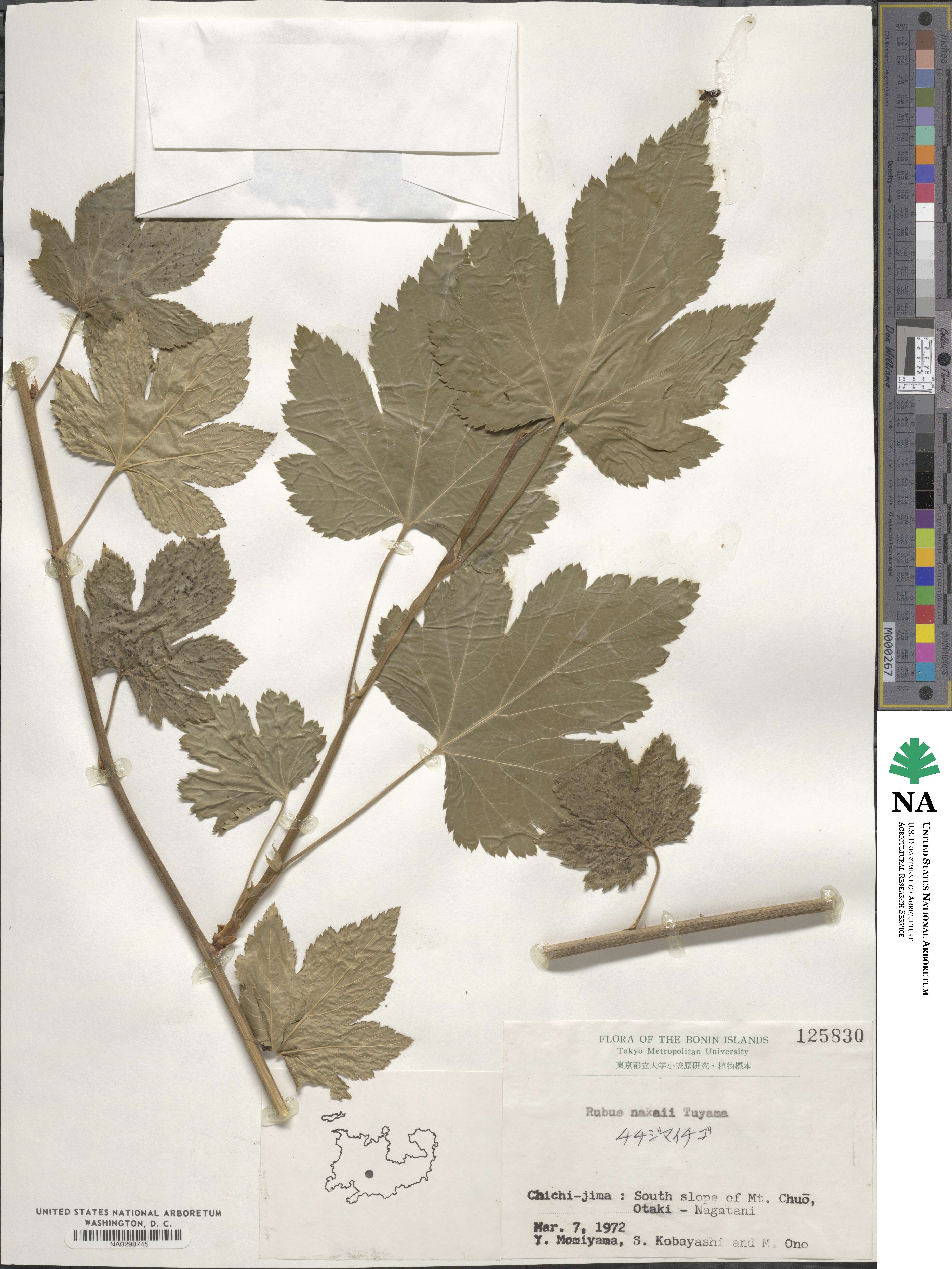 Rubus ribisoideus image