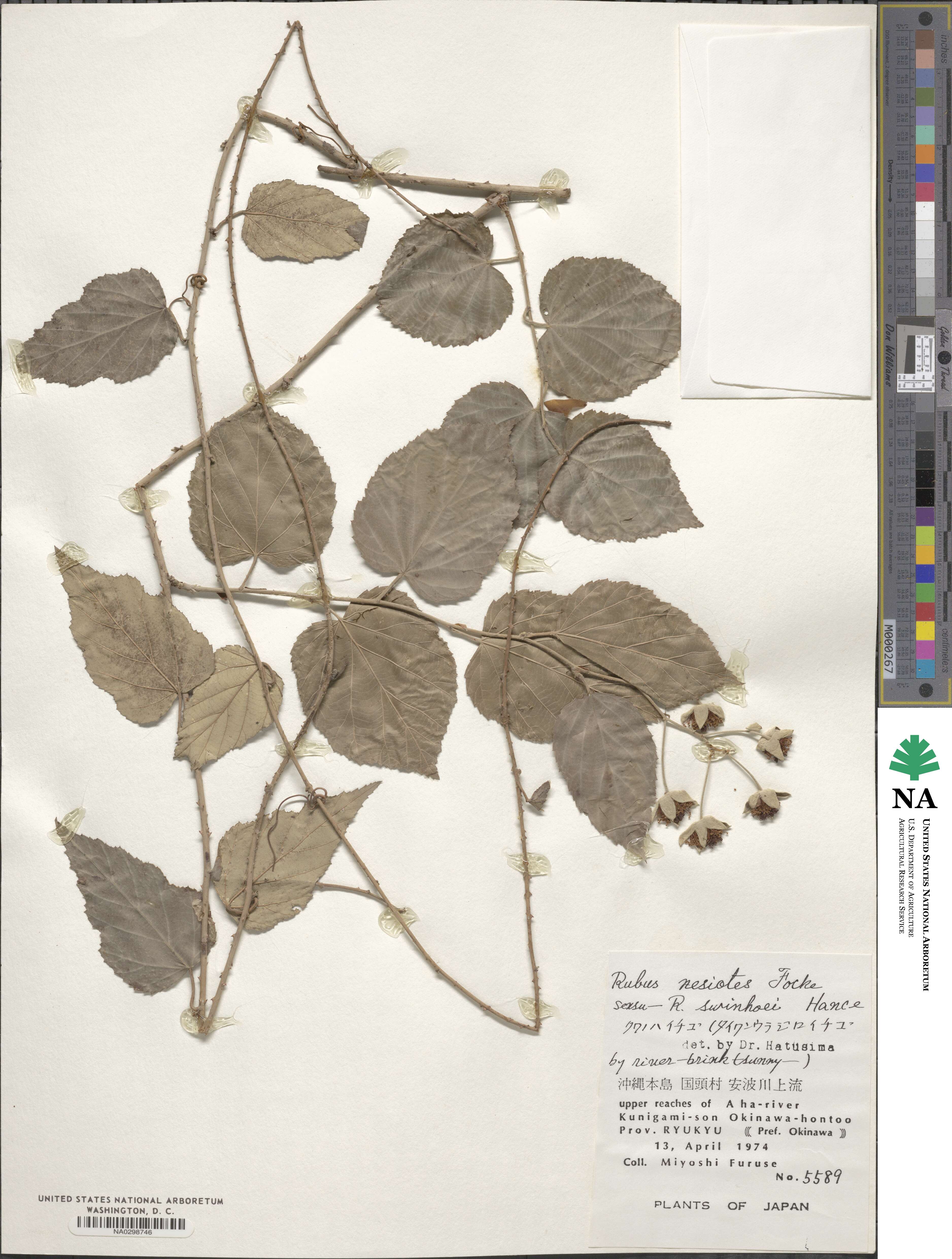 Rubus nesiotes image