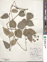 Rubus nesiotes image