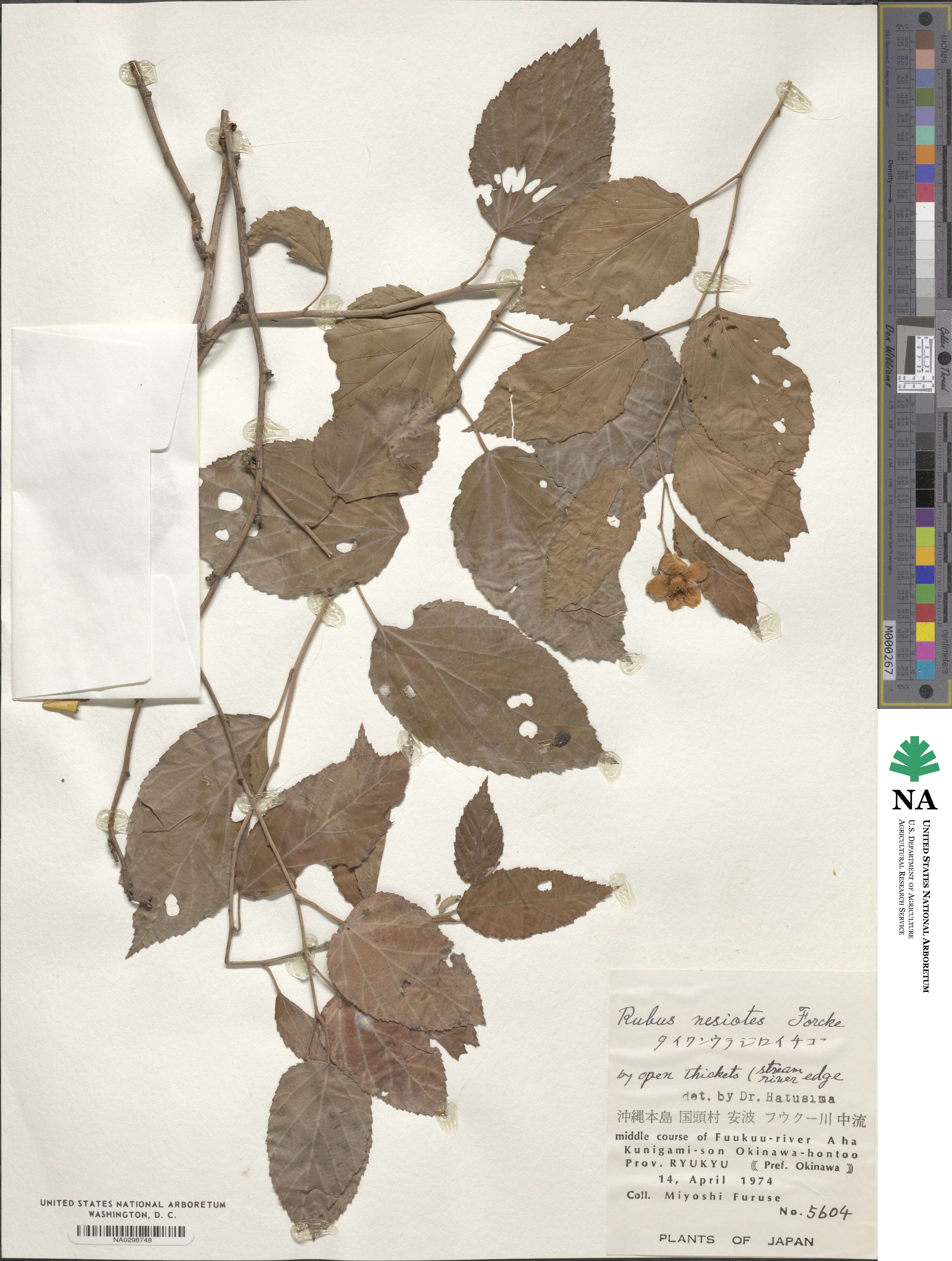 Rubus nesiotes image