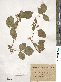 Rubus polonicus image