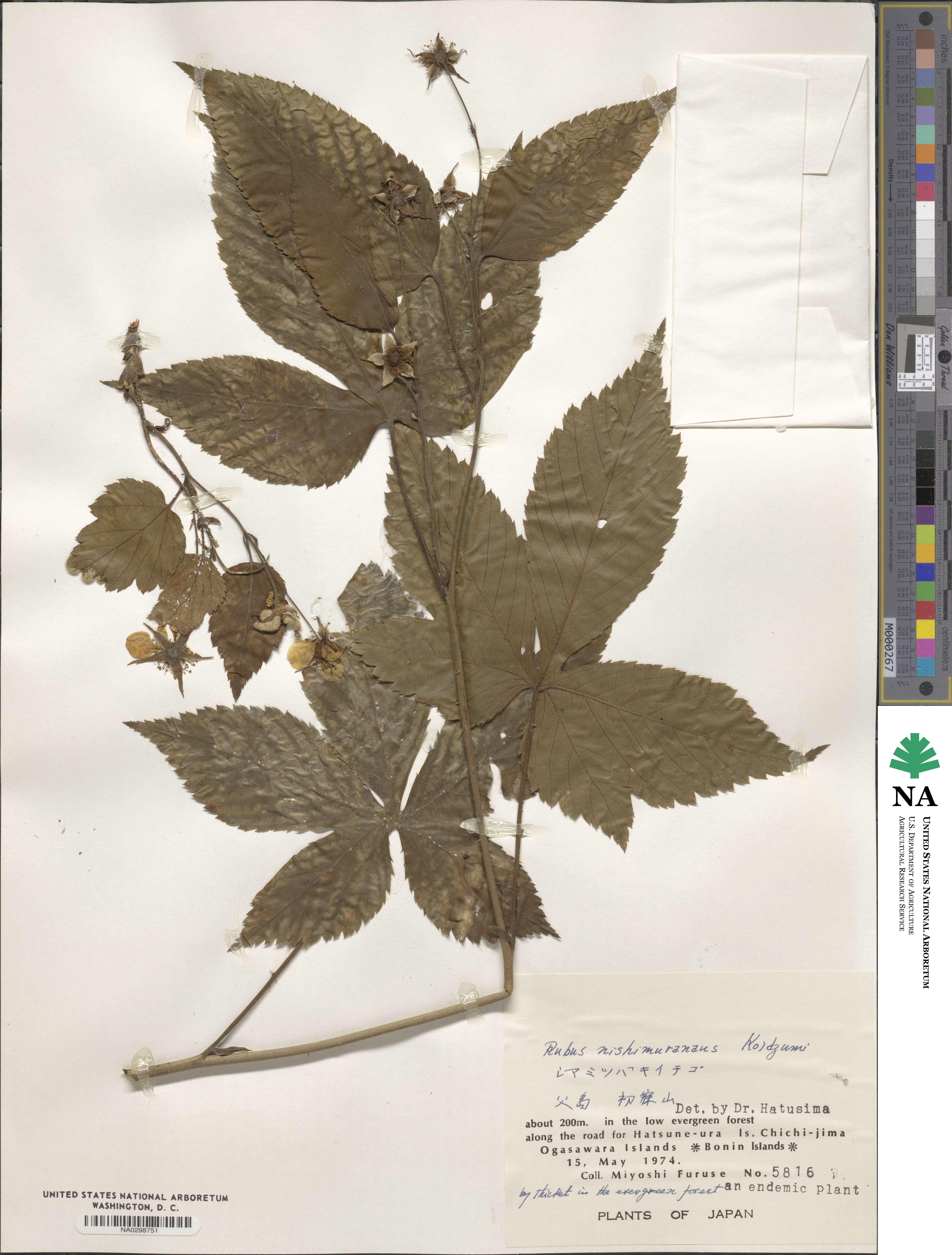 Rubus nishimuranus image