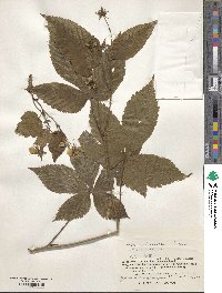 Rubus nishimuranus image