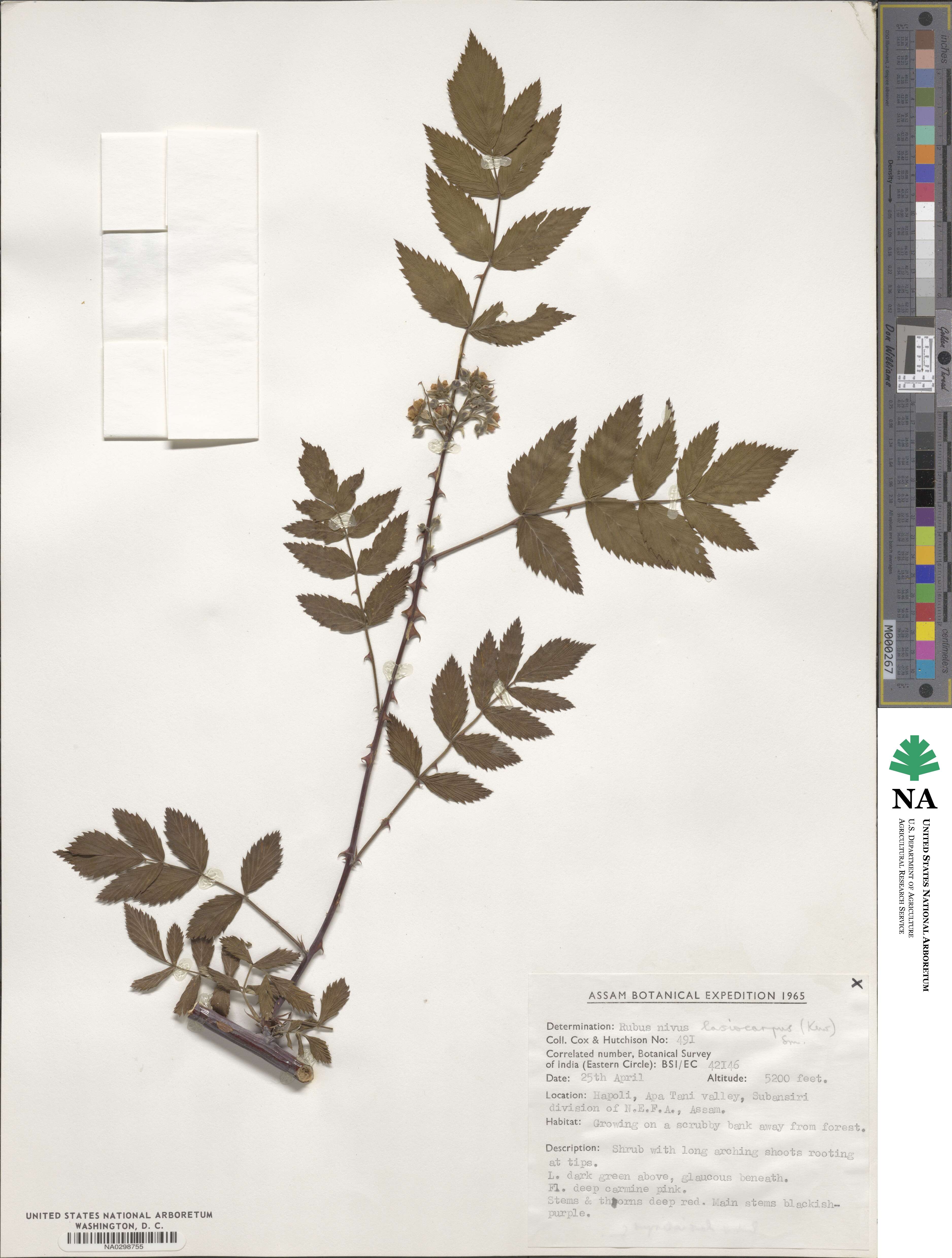 Rubus niveus image