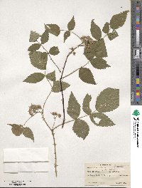 Rubus niveus image