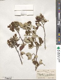 Rubus niveus image