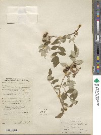 Rubus niveus image