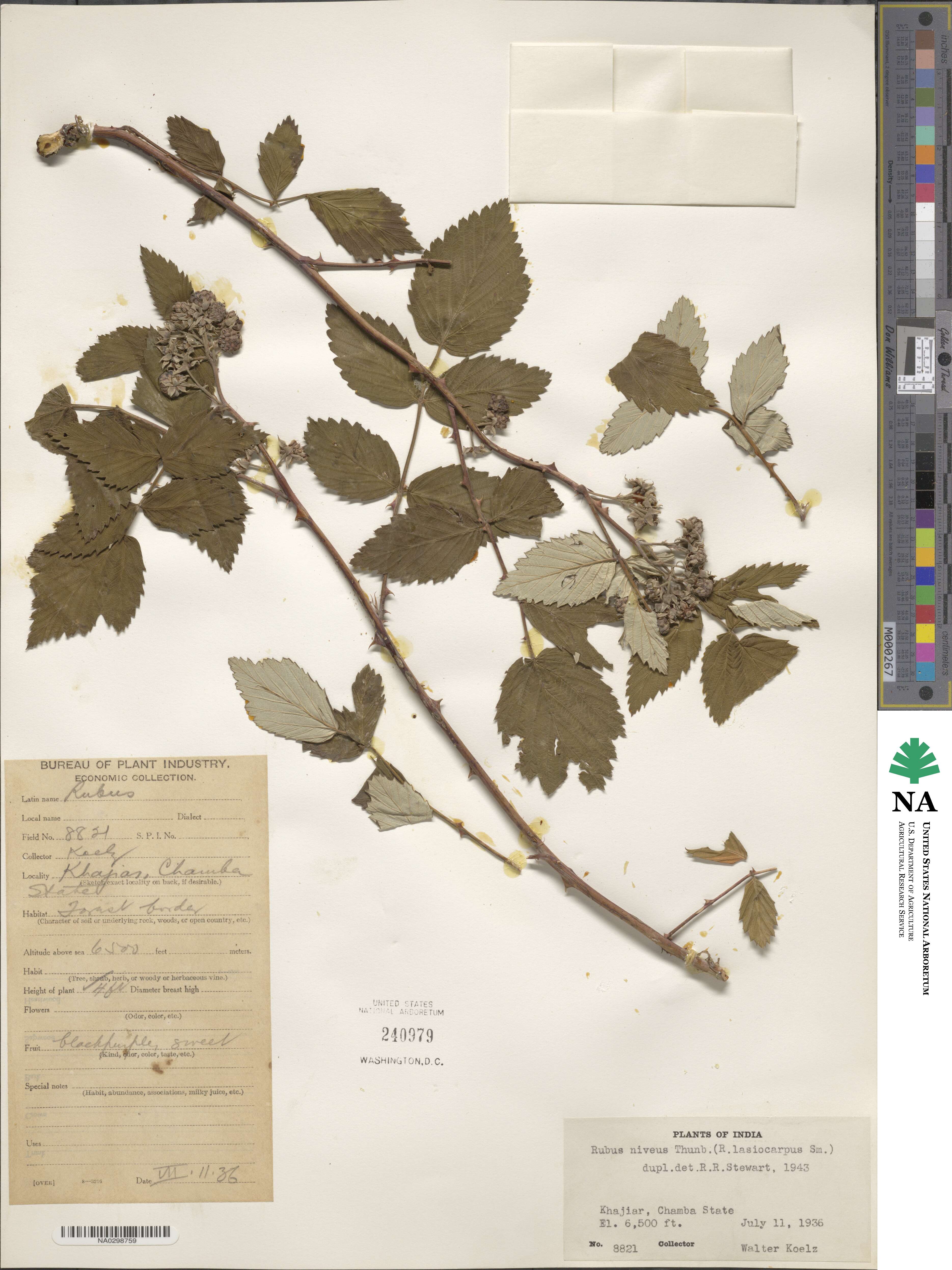 Rubus niveus image