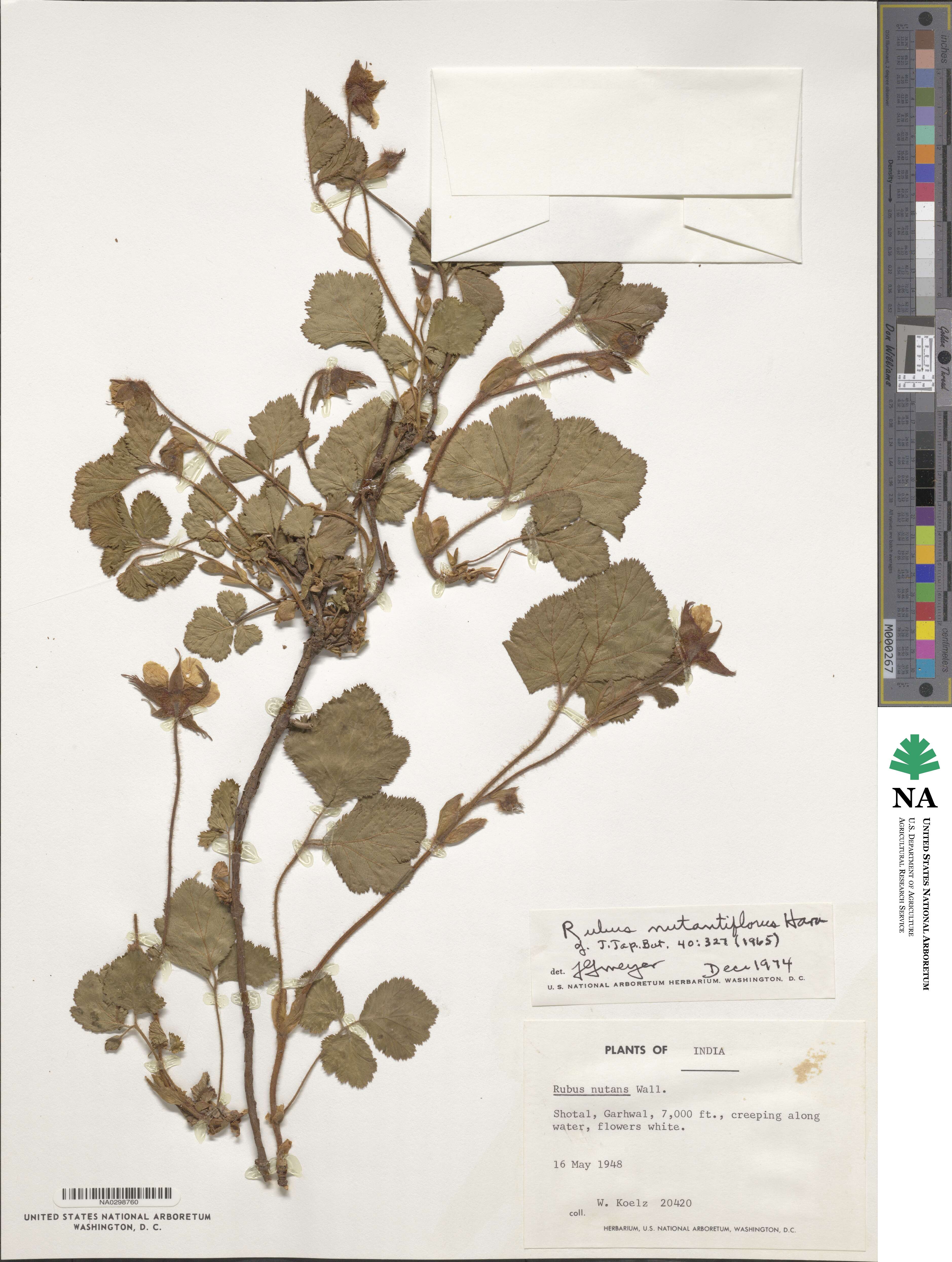 Rubus nutantiflorus image