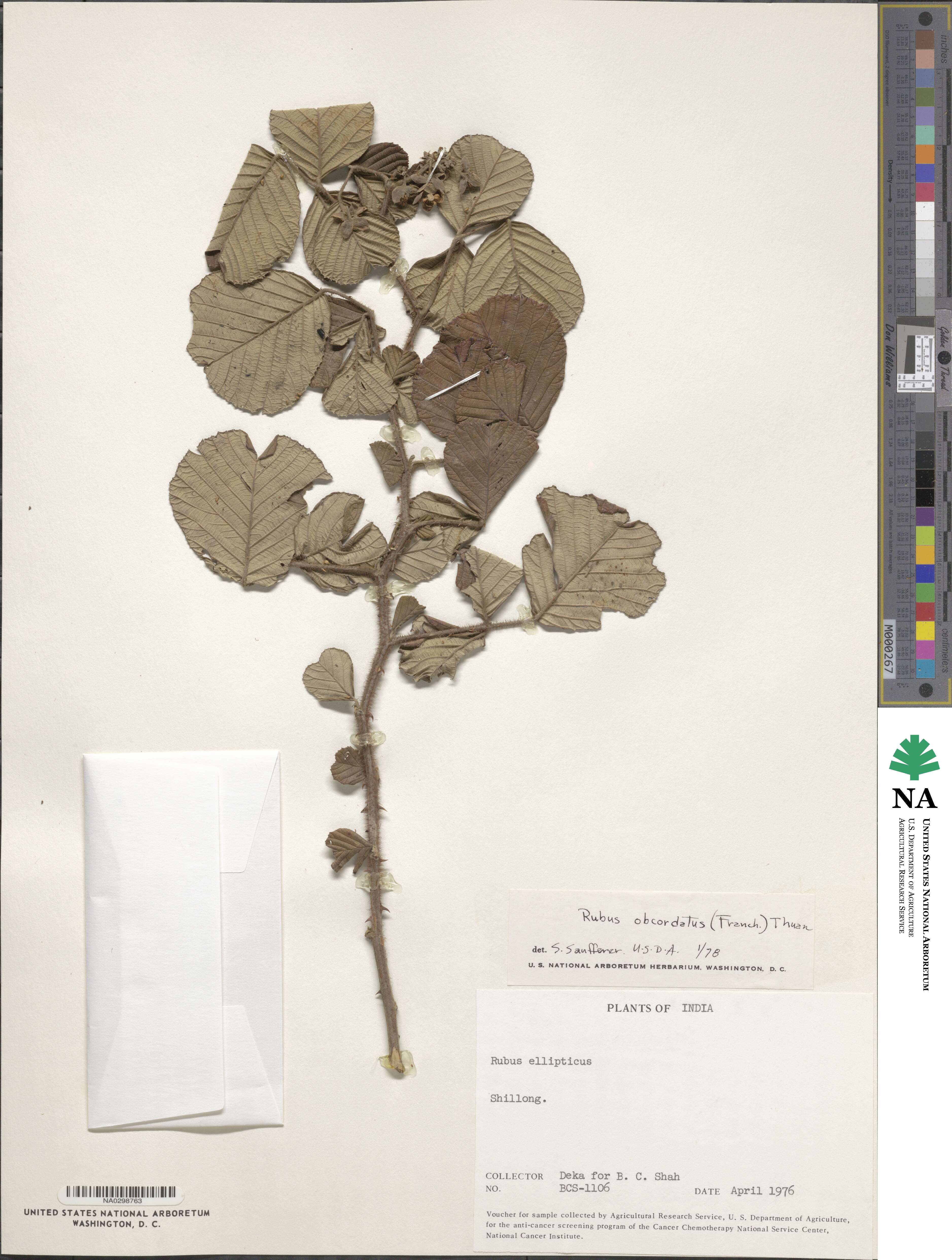 Rubus ellipticus var. obcordatus image