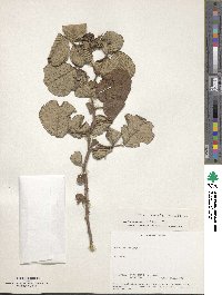 Rubus ellipticus var. obcordatus image