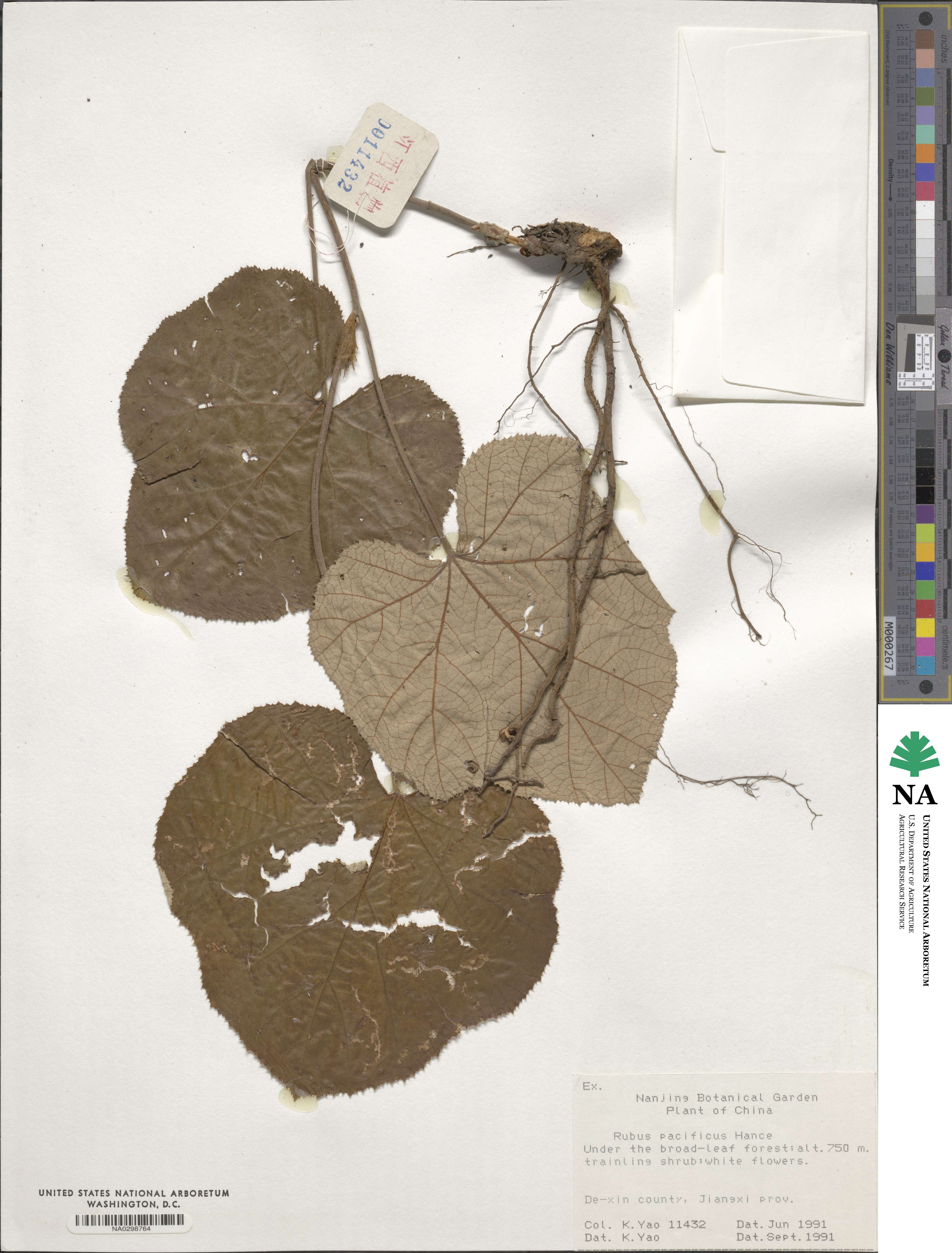 Rubus pacificus image
