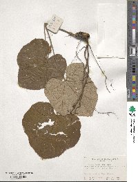 Rubus pacificus image