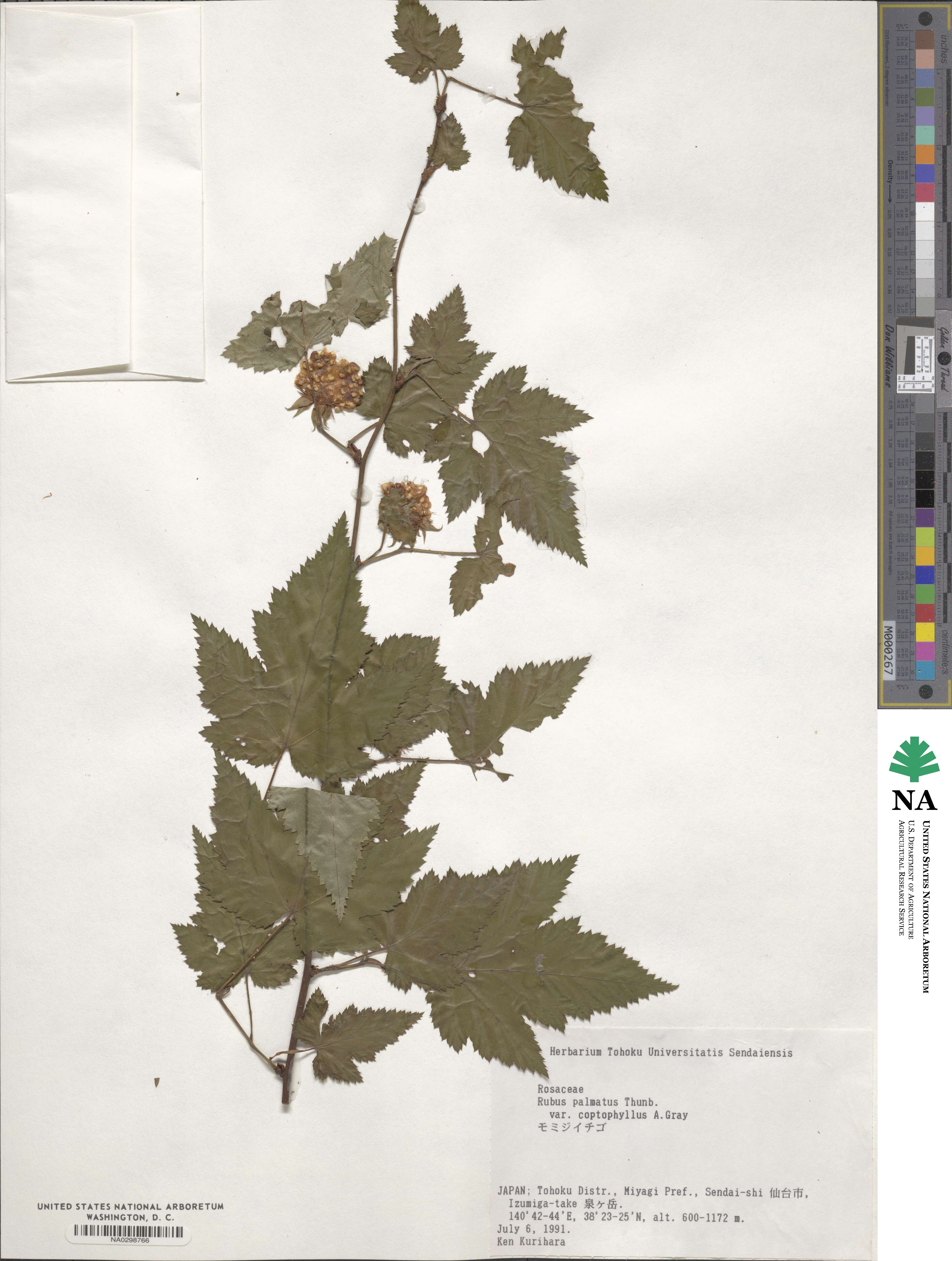 Rubus palmatus image