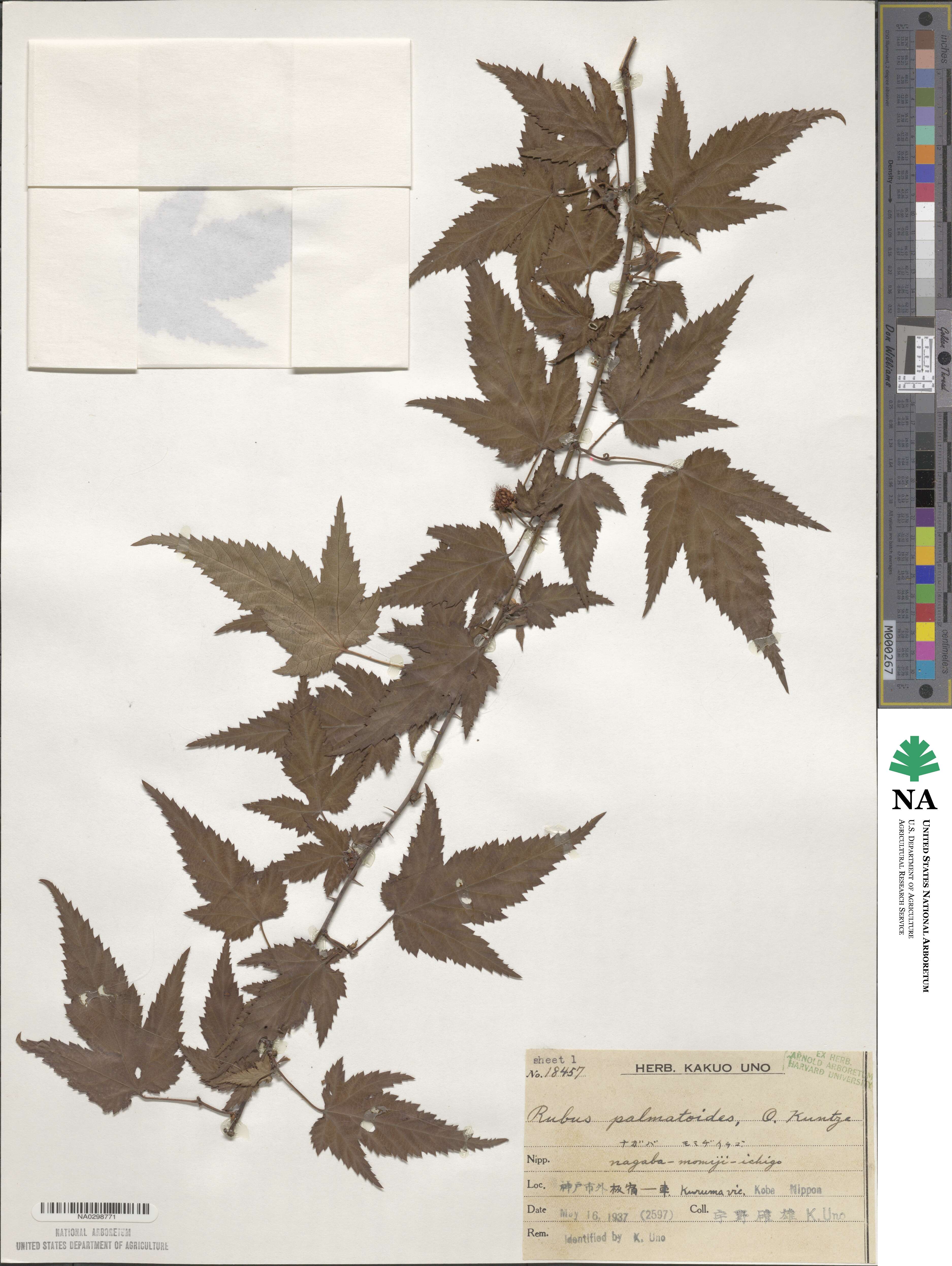 Rubus palmatus image