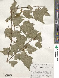 Rubus palmatus image